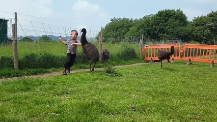 Un petit garçon danse avec 3 jeunes émeus !