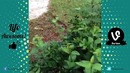 A Funny Dog Videos Compilation 2017 - Funny Dogs and Babies *Life Awesome*