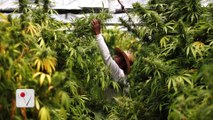 A Major Win For Legalizing Weed in Israel