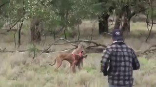 Homem luta contra canguru e salva cachorro sufocado