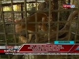 SONA: Iba't ibang hayop kabilang ang ilang endangered species, nakuha sa isang bahay