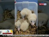 BT: 3 inakay na Grass Owl, nasagip sa Los Baños, Laguna