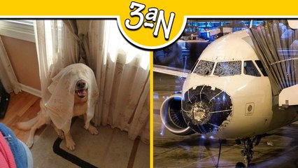 Ex-Prefeito de Piên brinca de esconde-esconde com a polícia em sua mansão, Bico de Avião com Cocaína