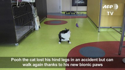 Paw-fect rescue: Bulgarian stray cat gets bionic legs