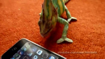 айфон напугал хамелеона  Приколы про животных