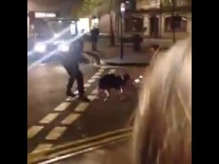 Police Dog Viciously Mauls Surrendering Man