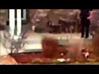 Largest Settlement for Dog Killing in US History After Cops Murder Restrained Dog on Video