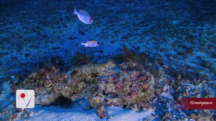 Beautiful Pictures of Never-Before Seen Coral Reef