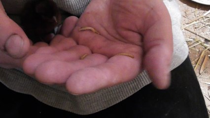 Little Quail eat only when it gets fed