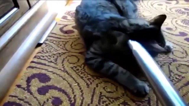Не все коты боятся пылесоса Прикол
