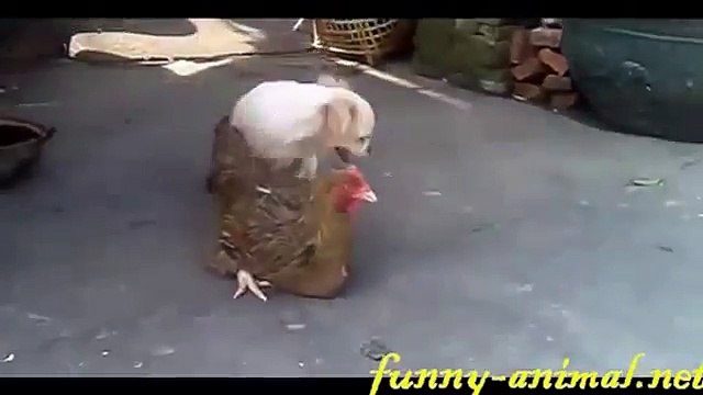 ПРИКОЛ СОБАКИ С КУРИЦЕЙ ЮМОР
