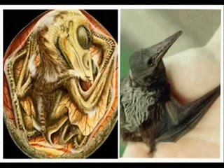 As Melhores provas de Criaturas Aéreas Desconhecidas