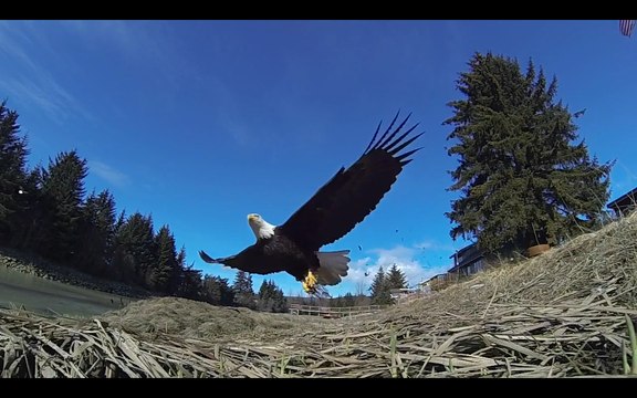 Beautiful Wildlife in HD! Bears, Monkeys and More!