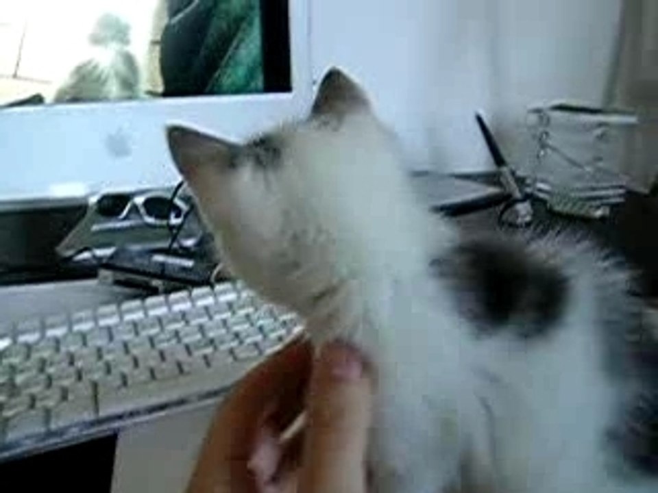 Chat_numerique_02