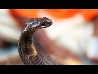 Kilalanin ang Raksha snake rescue team | Born to be Wild