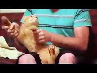 TOP Funny Cat and Dog Dancing and Singing in the World