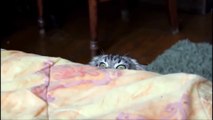 OMG! Cats on Youtube   Funny Cats - New Funny Cats Video - Funny Animals - Funny Videos