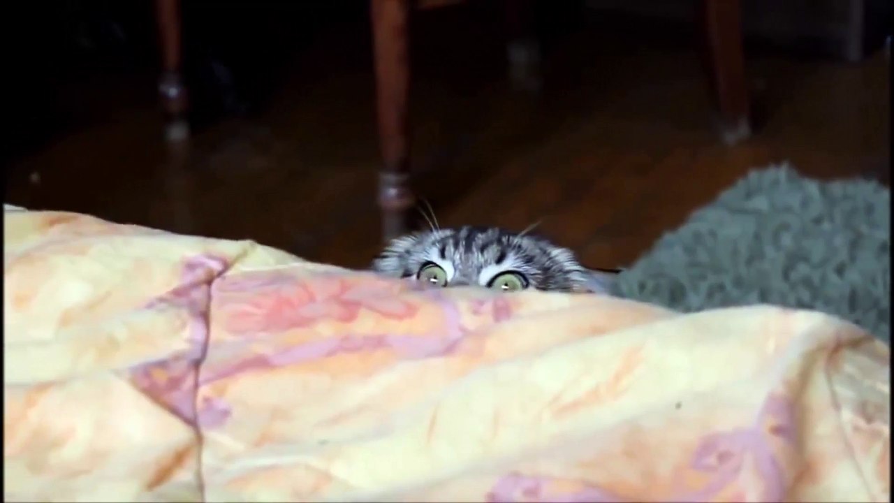 OMG! Cats on Youtube   Funny Cats - New Funny Cats Video - Funny Animals - Funny Videos