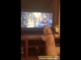 Televizyonda Zıplayan Hayvanları Görünce Beni de Aranıza Alın Dercesine Havlayan Köpekçik