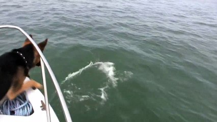 A Dog jumps on Dolphins! Awesome cute animal!