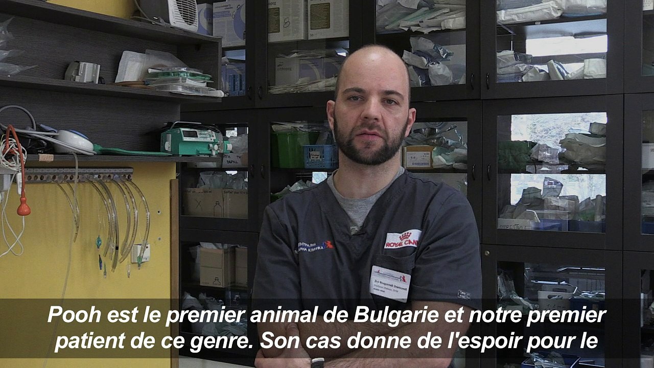 En Bulgarie, un chat "bionique" doté de pattes artificielles