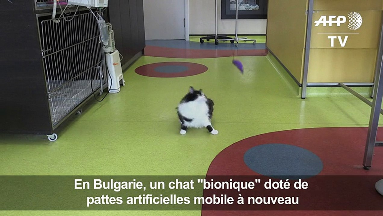 En Bulgarie, un chat "bionique" doté de pattes artificielles