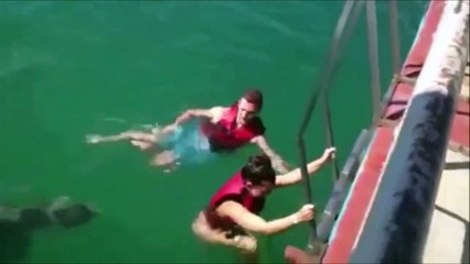 Dolphins are perverse animals.. So hilarious