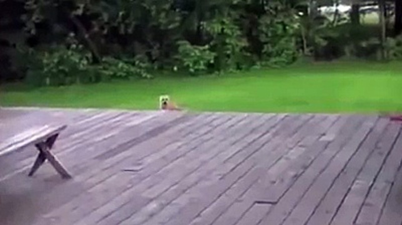 Link Park Numb Versão Cachorro