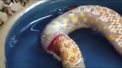 Apa yang ada di pikiran ular ini - ANEH TUBUHNYA DIMAKAN SENDIRI
