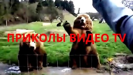 Приколы. Кот боится ездить в автомобиле