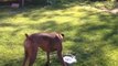 So cute puppy dog playing with water! Adorable animal
