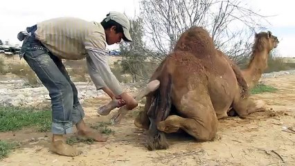 Camel giving birth to a baby Camel