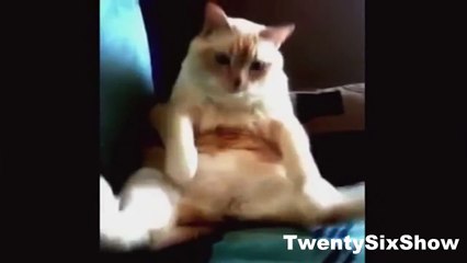 Самые Смешные Животные  Funniest Animals