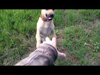 DOGS DRUGS and DEPENDENCIES