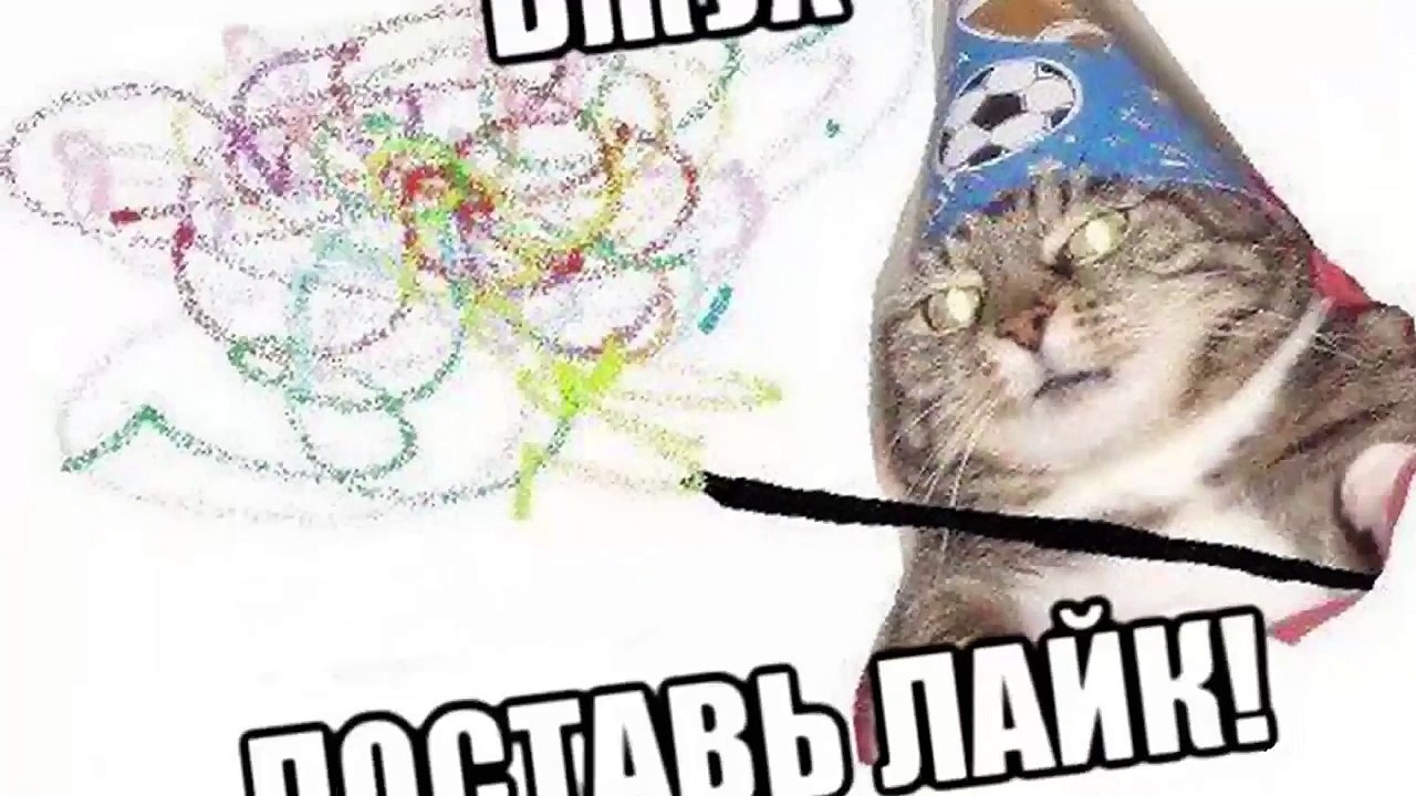 Приколы с котами и кошками | Приколы с животными. Приколы лучшие приколы 2017