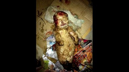 CABRITO PARECIDO COM BEBÊ HUMANO ASSUSTA POPULAÇÃO