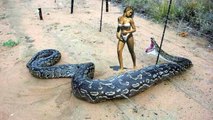 COBRA GIGANTE DA AMAZÔNIA A ASSUSTADORA SERPENTE DA FLORESTA