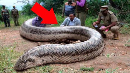 MAIOR COBRA DE TODOS OS TEMPOS CAPTURADA VÍDEO REAL