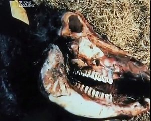 Реальность или фантастика Чупакабра National Geographic