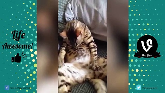 TRY NOT TO LAUGH or GRIN - Funny Cat Fails Compilation 2016 || by Life Awesome