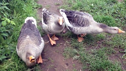 Fails of the Week 2 November 2016 || FailArmy