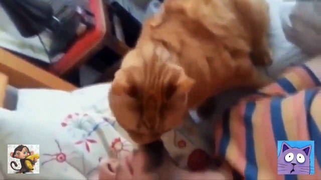 Супер подборка приколов с котами! Ржач!!! № 11