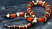 Top 10 Non-Venomous Snakes In The World