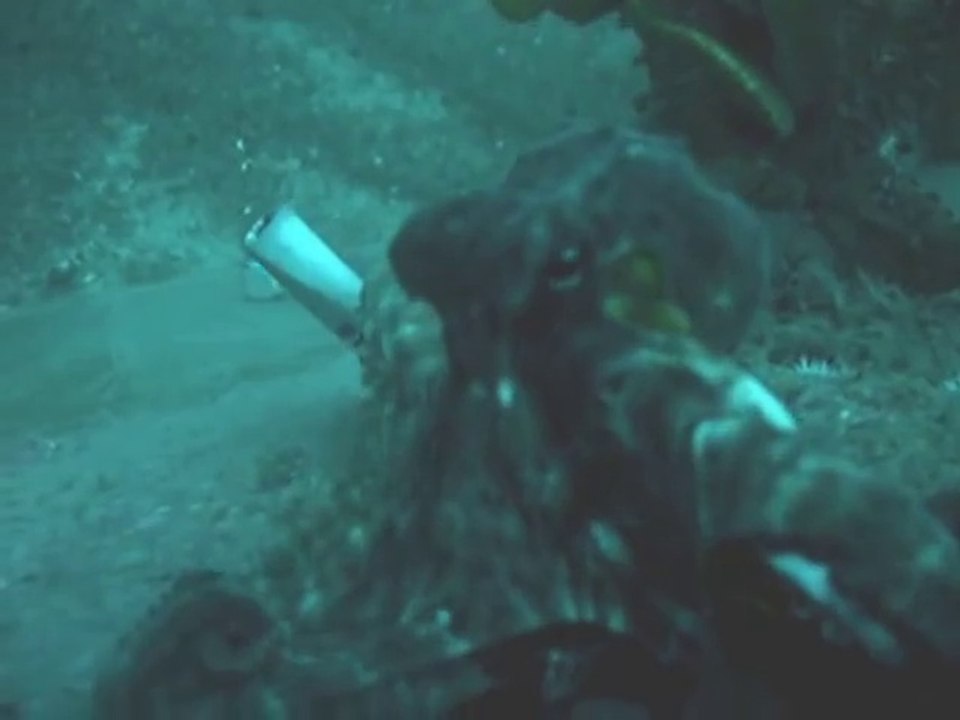 Une pieuvre se fait gober par un poisson plus gros !