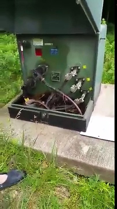 Des serpents cachés dans un boitier électrique ! Merci EDF