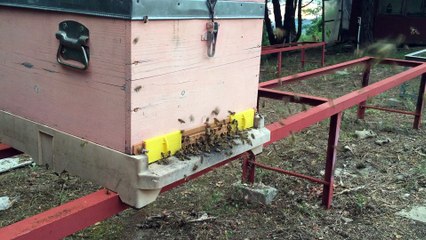 01 HAZİRAN 2016 POLEN SAVAŞI