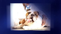 Wellington Animal Hospital Veterinarian