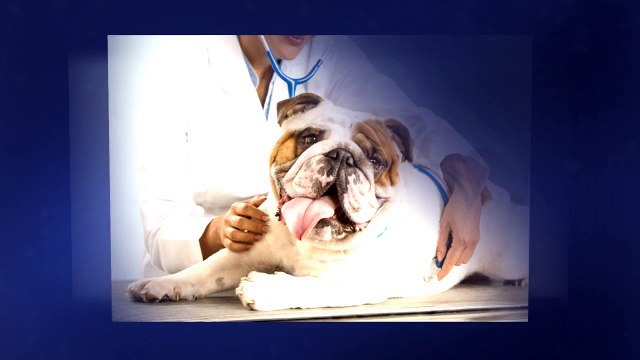 Wellington Animal Hospital Veterinarian
