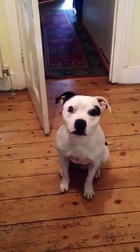 Regardez ce que fait ce chien quand son maître lui dit que c'est l'heure de la promenade ! Trop fort !