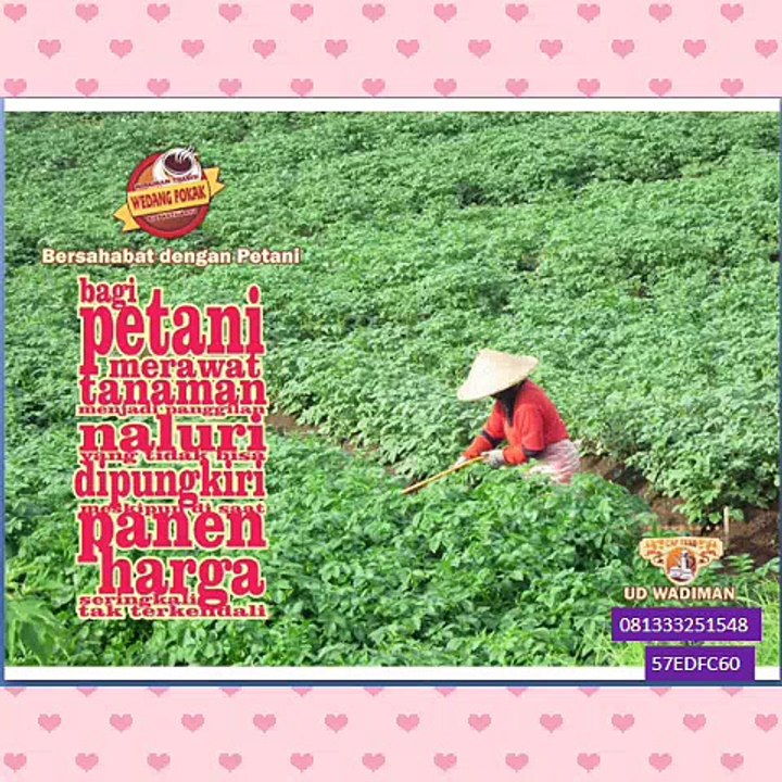 CallWA +6281-3332-5154-8 (telkomsel)  Jual Wedang Uwuh Murah, Jual Wedang Uwuh Instan, Jual Wedang Uwuh Instan,